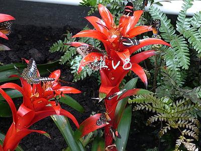 荣耀v8