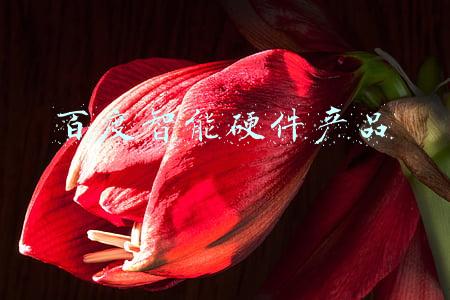 百度智能硬件产品