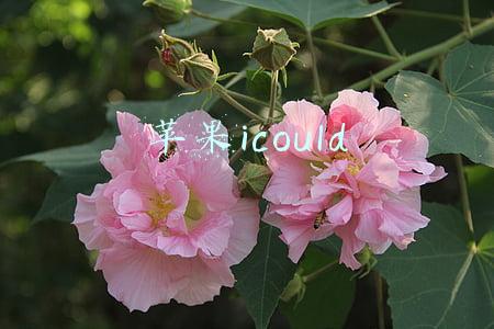 苹果icould
