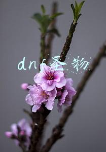 dnf圣物