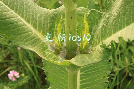 更新ios10