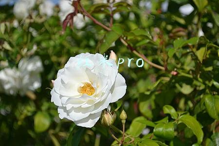 红米pro