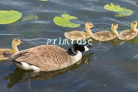 primrose