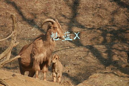 魅蓝X