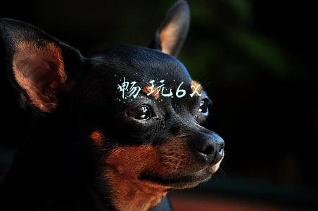 畅玩6x 畅玩6x