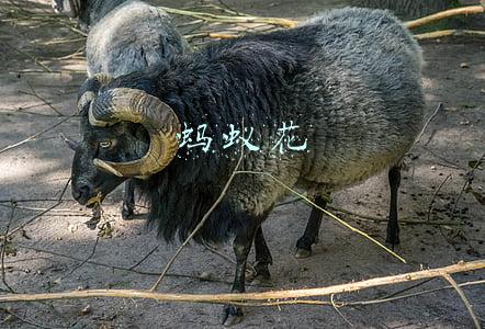 蚂蚁花