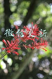 微信更新