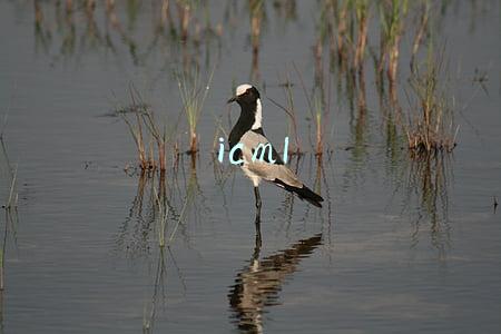 icml