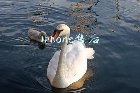 iphone售后
