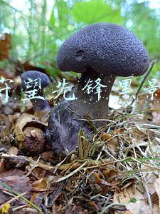 守望先锋黑影