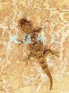 大疆精灵