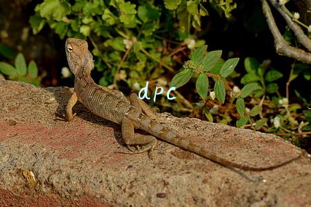 dpc