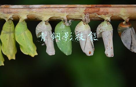 青钢影技能
