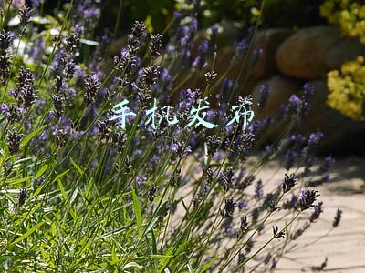 手机发布