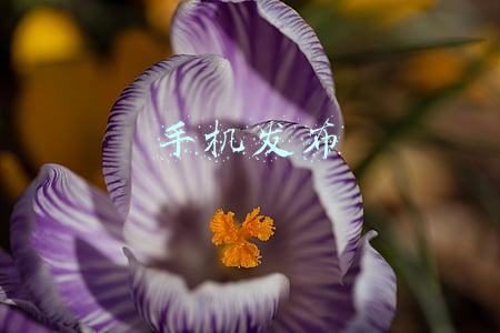 手机发布