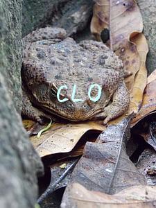 CLO