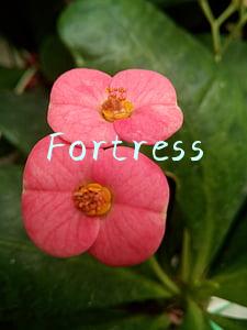Fortress