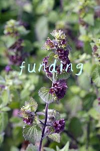 funding