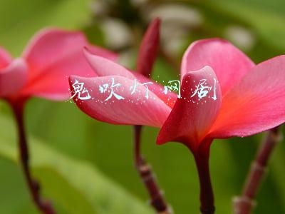 鬼吹灯网剧