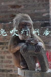 鬼吹灯网剧