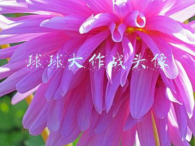球球大作战头像