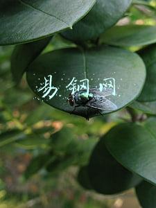 易钢网app下载(飞谷网斩获2015年度“十佳钢铁电子商务企业”殊荣)