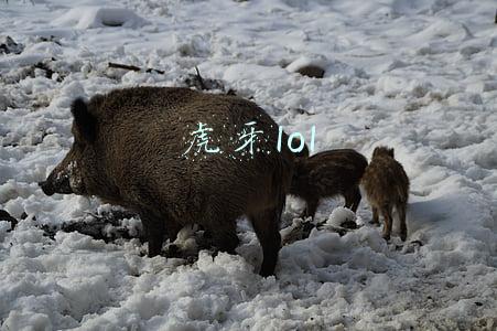 英雄联盟直播虎牙直播(LOL英雄联盟直播地址全平台汇总 Uzi、PDD、Faker应有尽有)