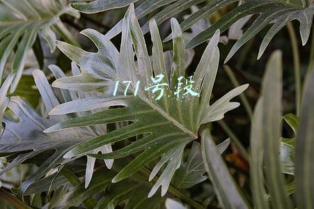 171号段
