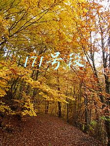 171号段