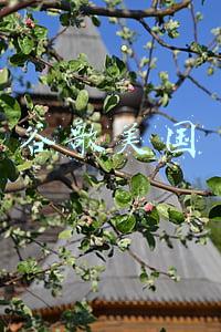 谷歌美国