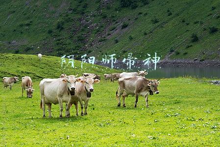 阴阳师帚神现世信物(阴阳师百鬼绮谭同人文征集大赛获奖名单一览)