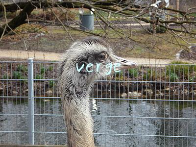 verge