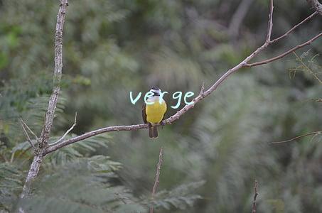 verge
