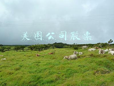 美图公司股票走势(港股异动｜美图(01357.HK)盘中大涨19% 昨日再获北水加仓3123.6万股)