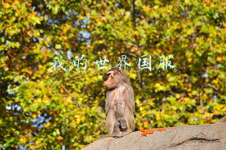 我的世界国服