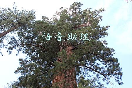 语音助理