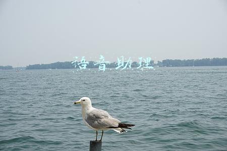 语音助理