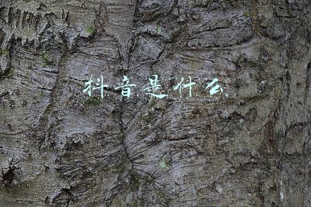 抖音是什么