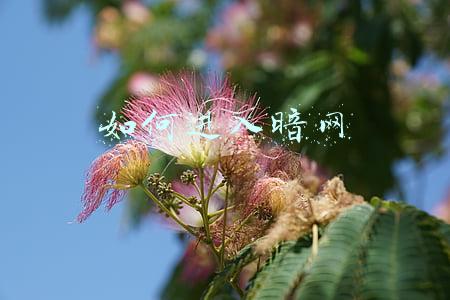 如何进入暗网