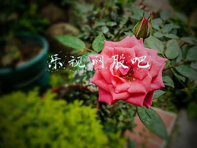 乐视网股吧