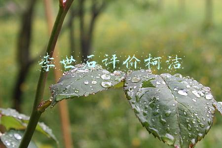 李世石评价柯洁