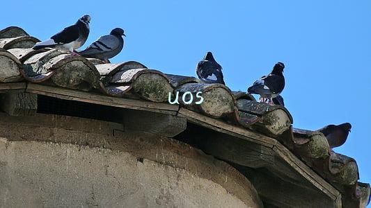 uos