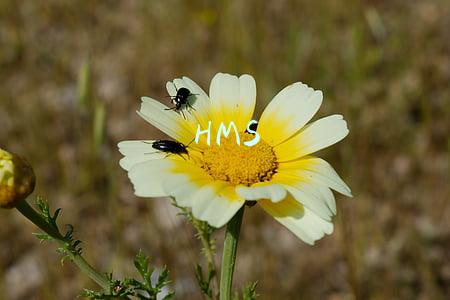 HMS