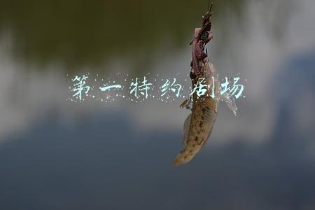 第一特约剧场央视网(6月13日·星期一 中央电视台各频道节目预告)