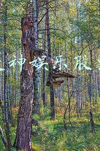 天神娱乐股票