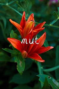 mut