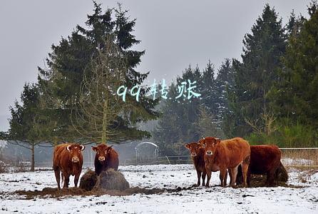 qq转账被骗了怎么把这个钱追回超过多少时间(微信转完账被拉黑只能认倒霉吗 不一定！这个方法可能帮你追回被骗的钱)