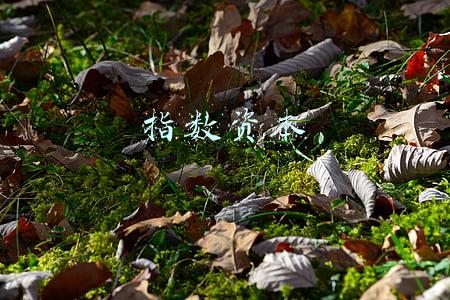 指数资本