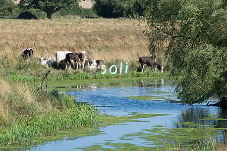 soli