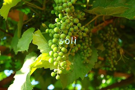 soli